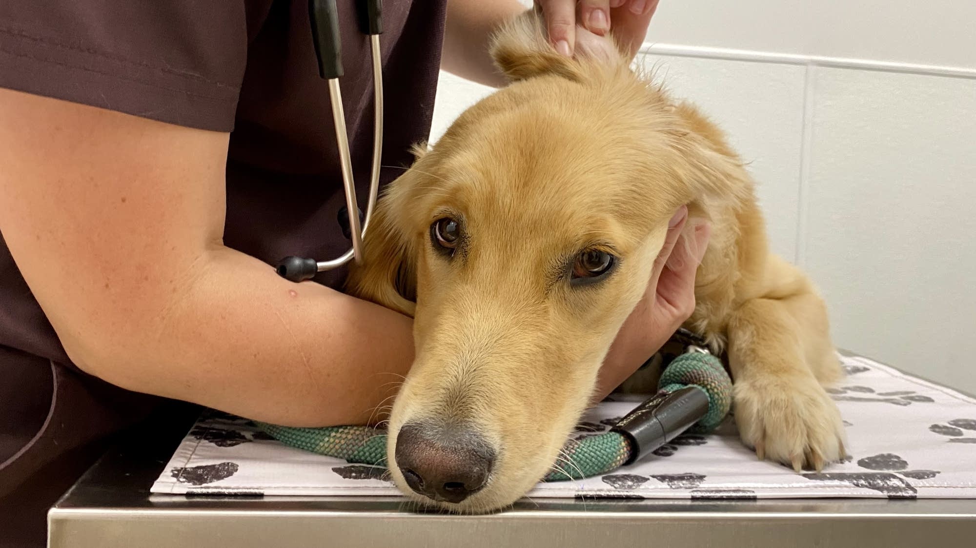 Meds for pets! Minnesota becomes fourth state to adopt veterinary drug donation ...