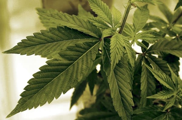 Ohio votes to legalize marijuana for adult recreational use, becoming 24th state to do so