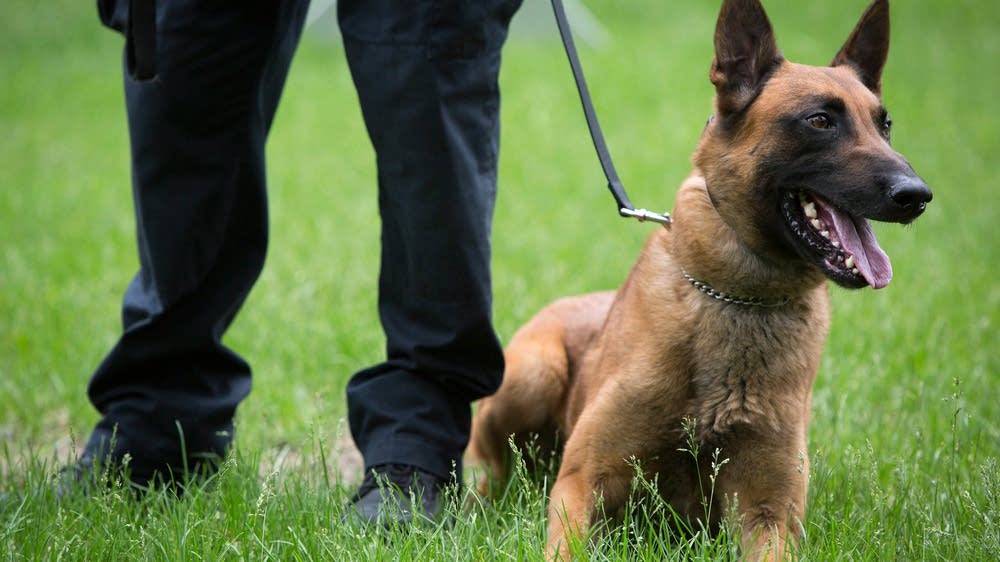 Casquette Vintage 1980s St. Paul Police K-9 Foundation - Chien Policier Berger Allemand - Neuf Sans étiquette