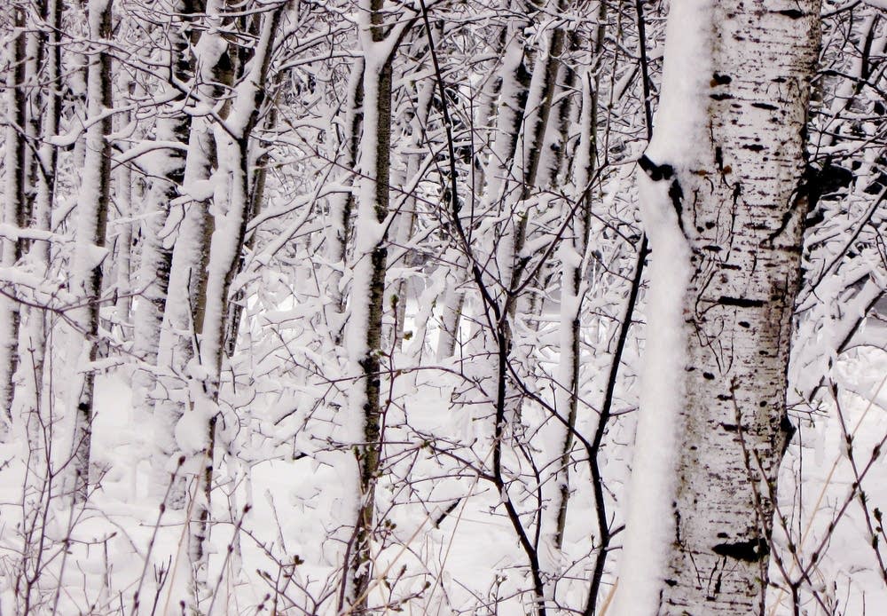 Snow