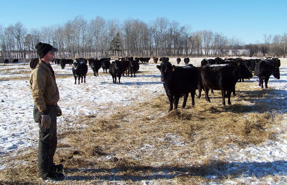Rancher lost livestock to wolves