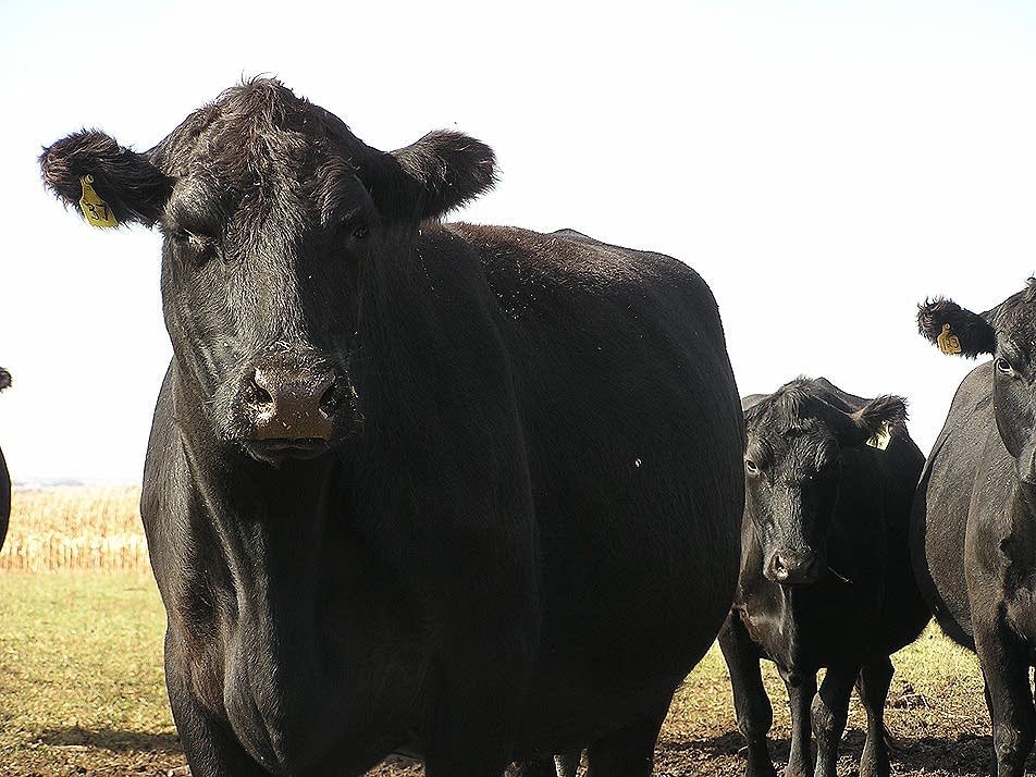 Beef cattle