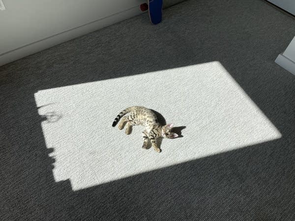 Bubble the kitten sitting in patch of sunshine in apartment