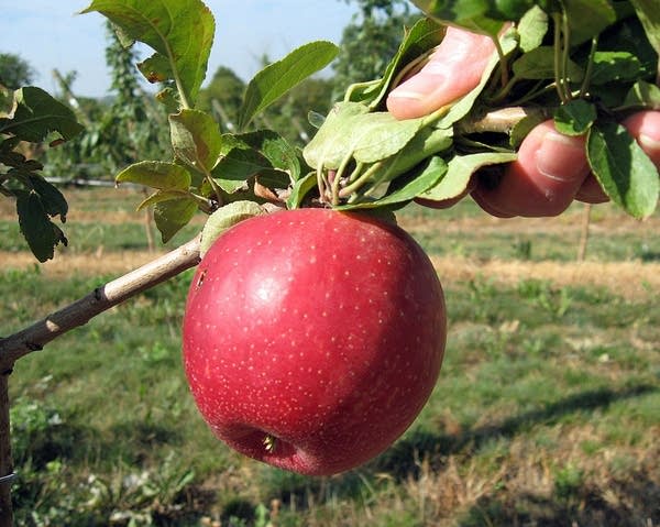 Where to Find SweeTango Apples - The Produce Moms