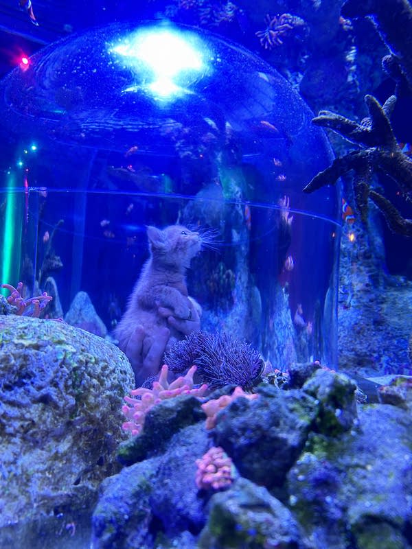 cat at sea life