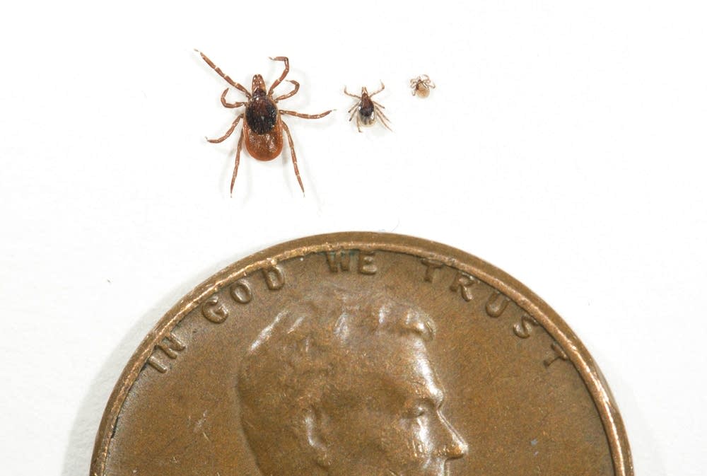 Ticks and a penny