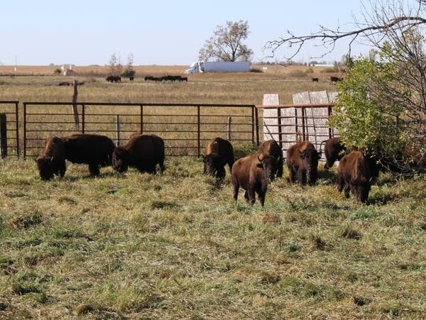 bison white earth nation