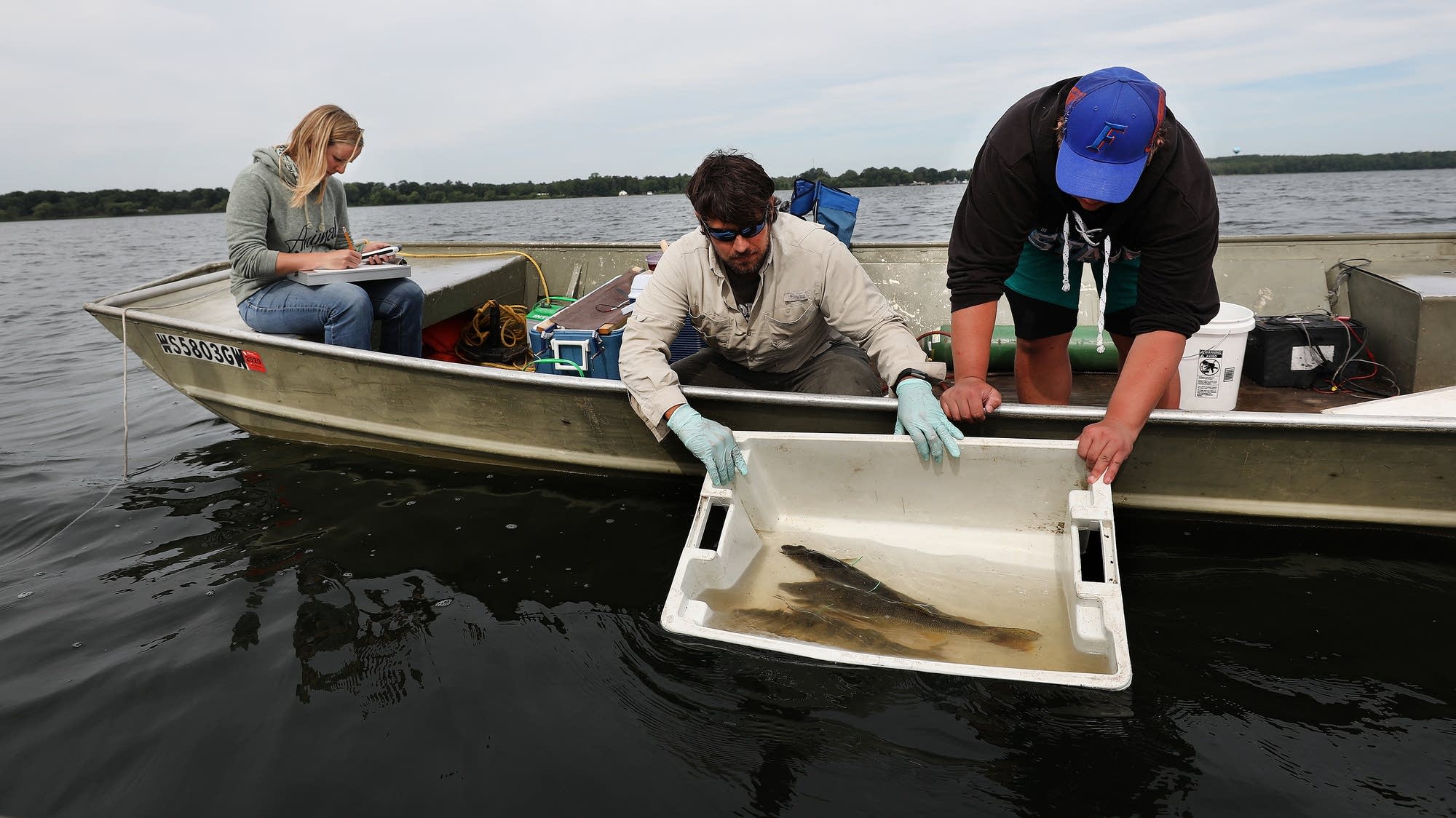 Mille Lacs’ walleye return to same ‘hot spots’ to spawn