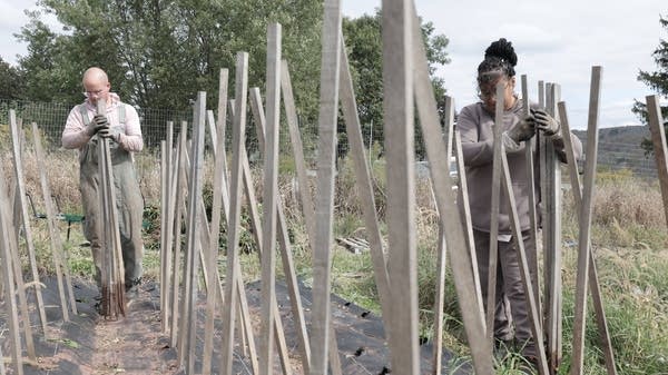 Chris Nickell (left) and Brenda Gonzalez (right), co-founders of Finca Seremos, pull pepper stakes as they close out the 2025 season.