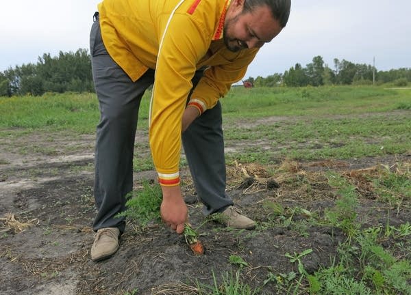 Red Lake economic development director Sam Strong picks carrots.