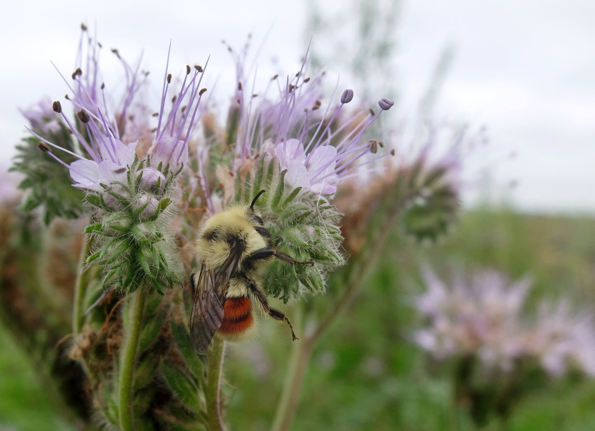 A bee gathers pollen from a flower in a field near LaMoure, N.D.