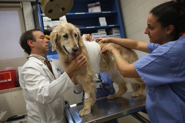 Dog with heart monitor