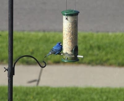 Indigo Bunting at feeder