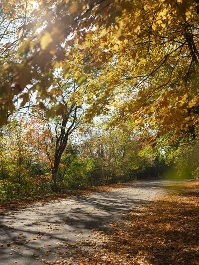 A walking path is shaded by fall leaves.
