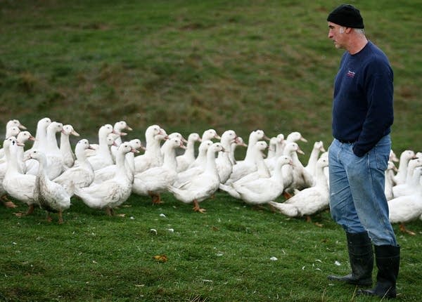 Minn. foie gras producer challenges notion that process is cruel