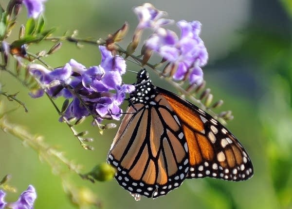 A monarch butterfly