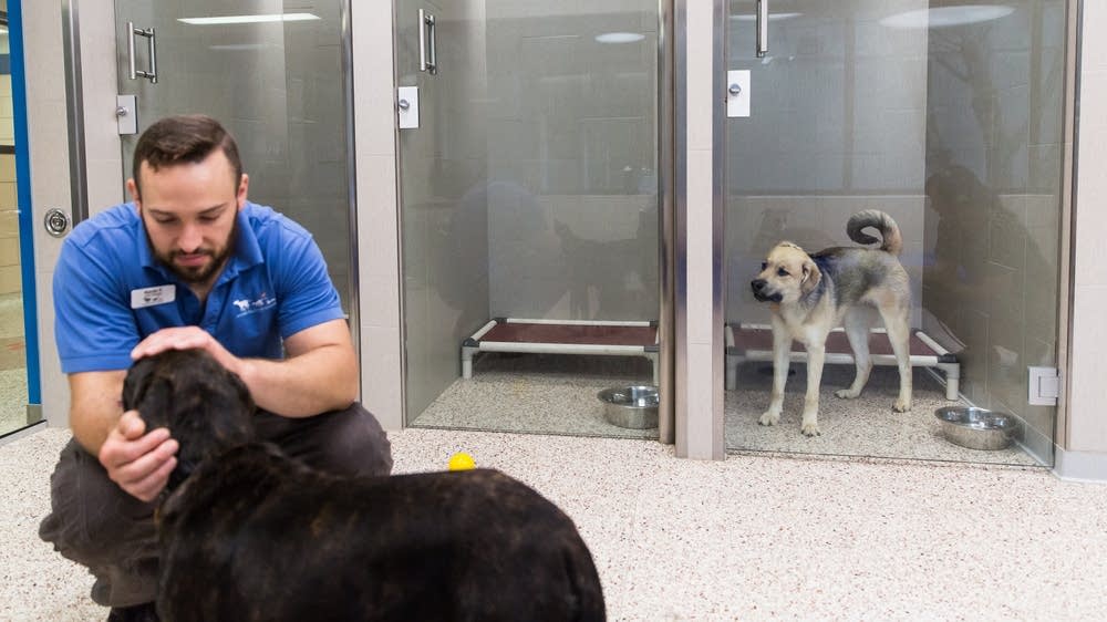 animal humane hospital