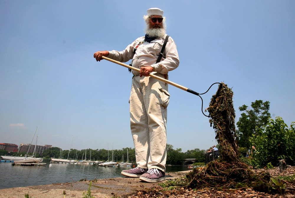 Harvesting milfoil from Lake Calhoun