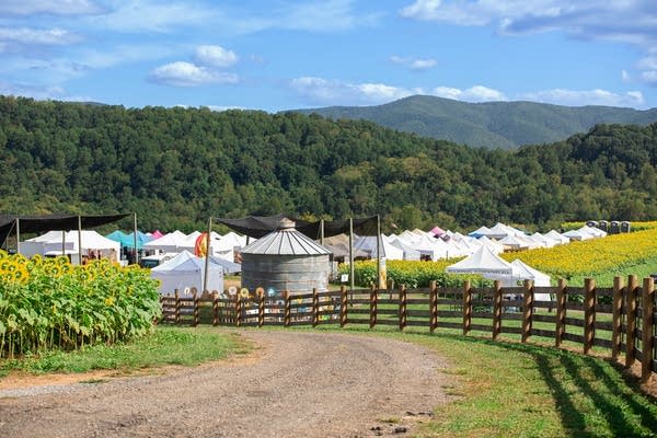 beaver dam farm sunflower festival with tents up of vendors