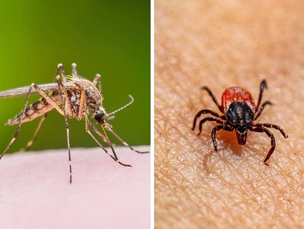 Mosquito- and tick-borne illnesses are on the rise. Climate change is to blame
