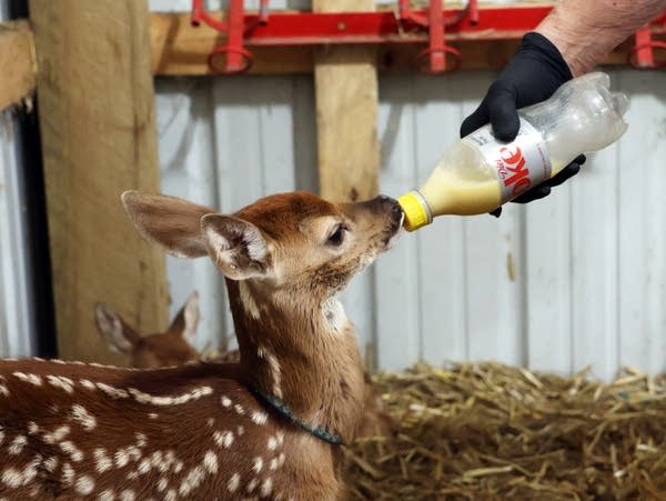 a spotted fawn drinks from a bottle