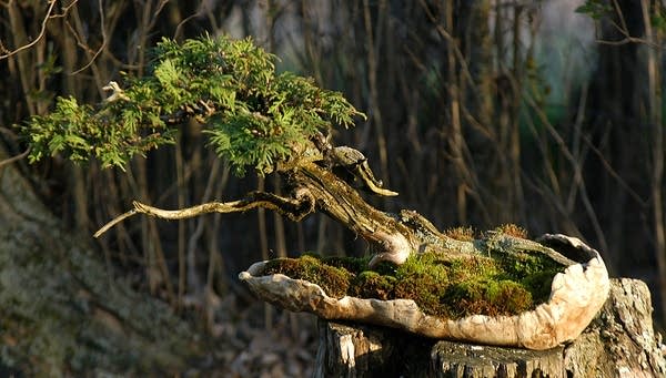 Crust calls this piece The Lichen Tree, an American white cedar.