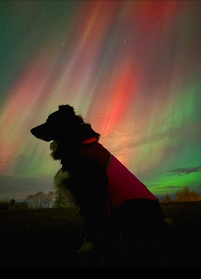 A dog sits under the northern lights.