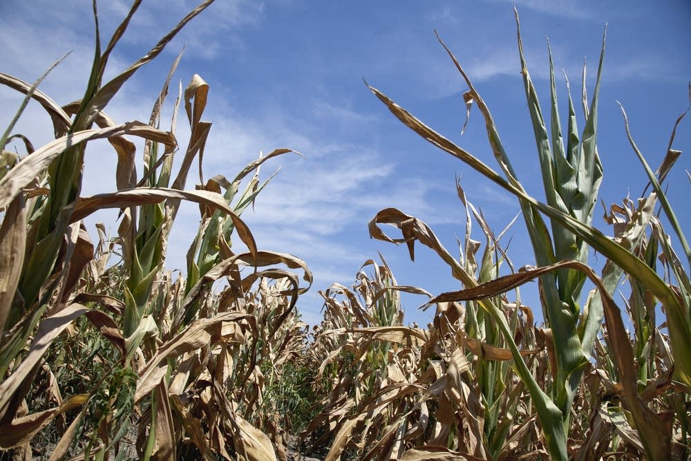 Drought corn