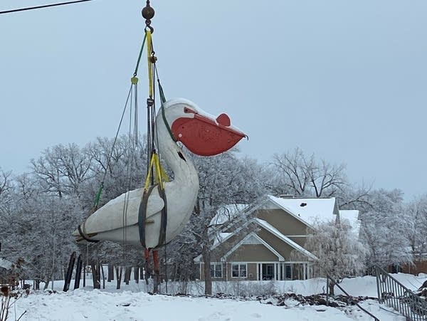  Pelican Pete Takes A Trip To Make Way For Dam Removal MPR News
