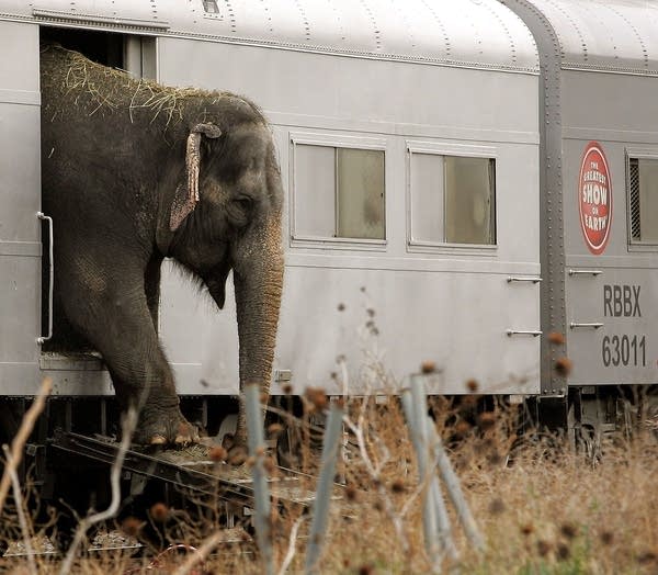 Minneapolis passes new regulations on circuses