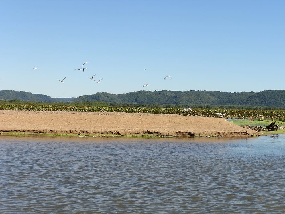 Seed island