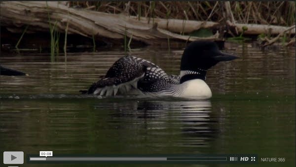 Your daily dose of loons