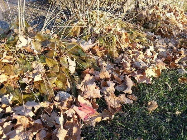 591 leaves