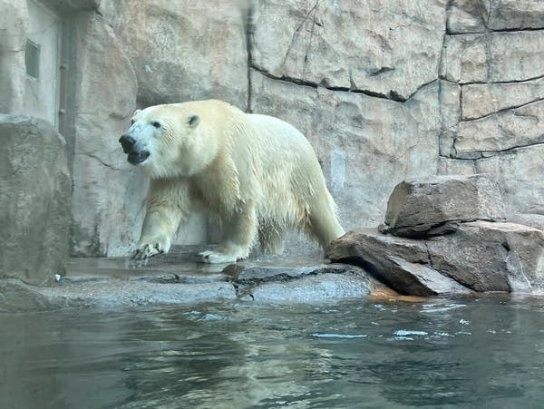 images of polar bears cubs