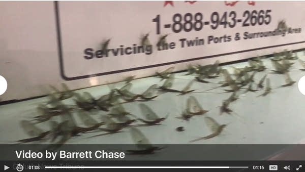 Duluth mayflies looking for a good time at gas station