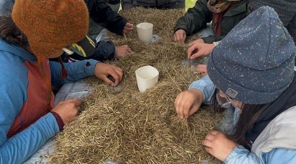 Students pick through a large pile of wild rice grains.