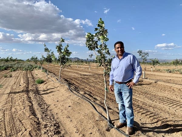 Rocky Dhaliwal grows pistachios in Mohave County, Arizona -- where the state recently enacted strict regulations on groundwater pumping.