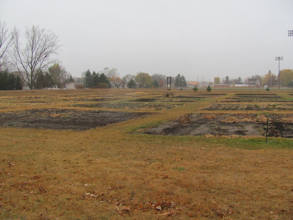 Cultures grow on each other in community garden Minnesota Public