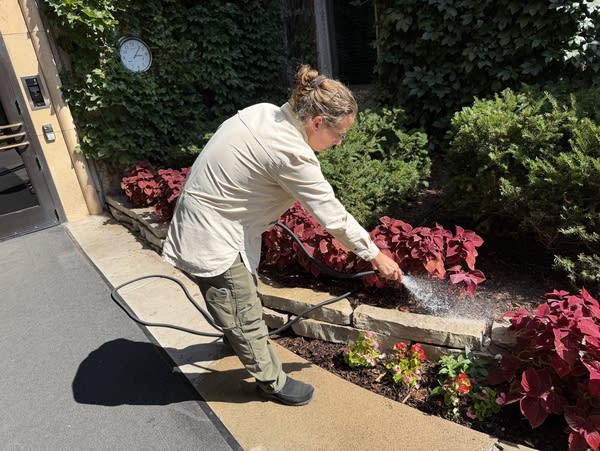 A gardener waters plants in a garden