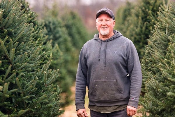 A man stands in a field full of rows of Christmas trees.