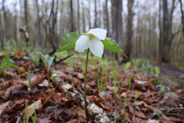 A single white wildflower grows in the forest.
