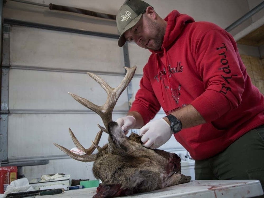 Lovely bones Skull man of Bemidji strips taxidermy to its core MPR News