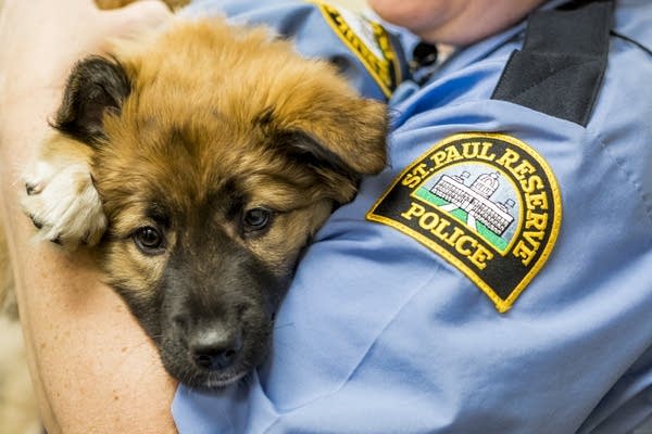 Sergeant Fuzz  is held by reserve officer Kathryn Smith