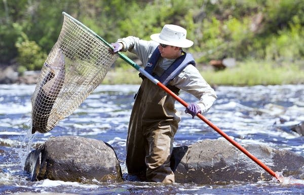 Scooping a sturgeon