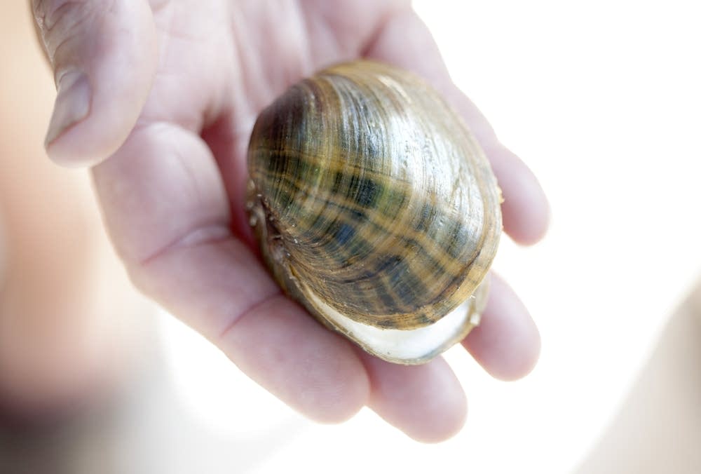 Higgins' eye mussel