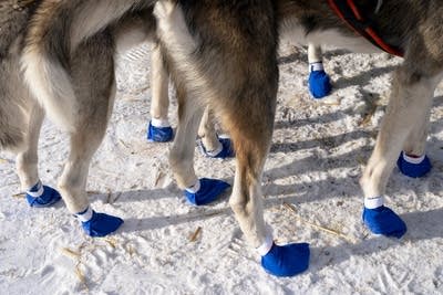 Several dogs wear booties in the snow.