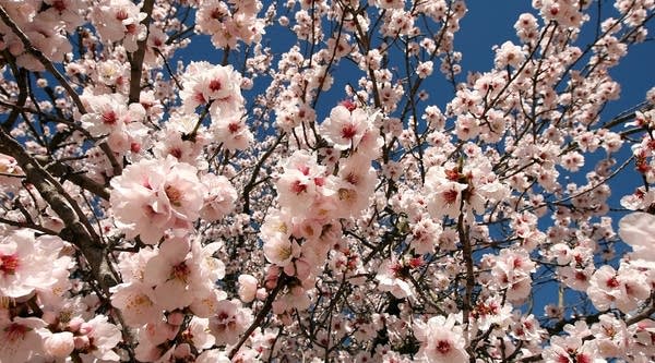  Flower blossoms on a tree are seen on the first day of spring.
