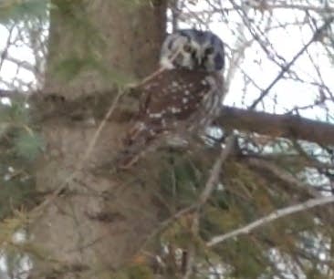 Christmas Bird count turns 118