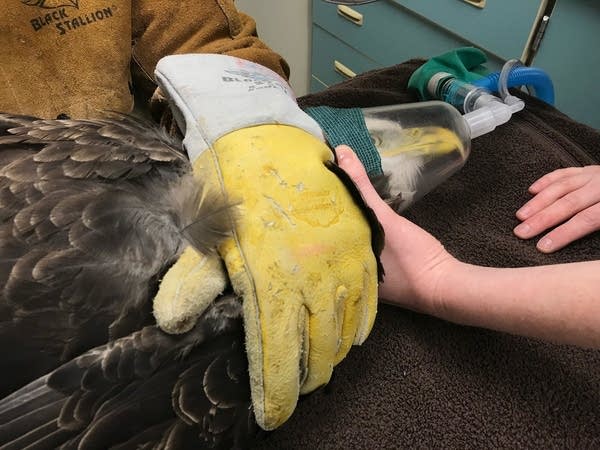 The bird receives anesthesia through a mask while staff examine it.