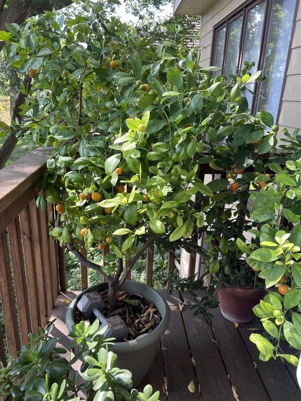 Tropical plant has a forever home in Minnesota | MPR News